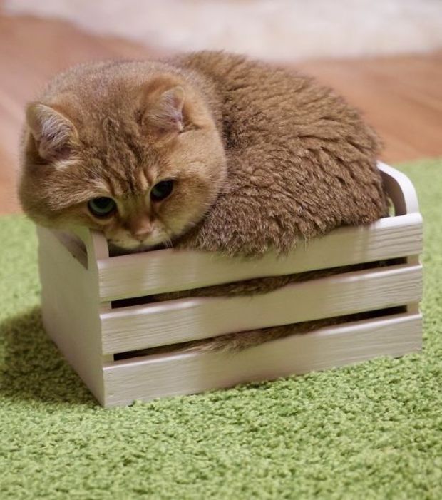 Petit chat tout marron dans une caisse en bois
Little brown cat in a wooden crate
© Photo under Copyright
